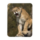 Recherche de grande pomme magnets États unis