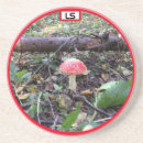 Suche nach pilze untersetzer Wald