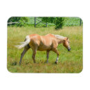 Recherche de équin magnets Chevaux