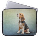 Recherche de canine coques Race