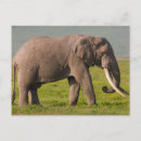 Recherche de conserves cartes postales Animal