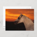 Suche nach arabische sprache postkarten Tier