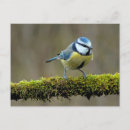Recherche de colibris mignons cartes postales Animal