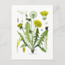 Suche nach taraxacum poster Botanisch