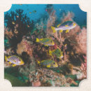 Suche nach aquarium untersetzer Korallenriff