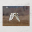 Suche nach schneeeule postkarten Vogelvogel