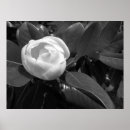 Suche nach magnolienblüte poster Natur