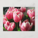 Recherche de carte amsterdam cartes postales Fleurs
