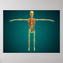 Recherche de lombaire posters Côtes flottantes