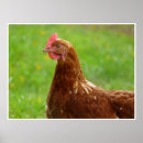 Recherche de poule rouge posters Agriculture