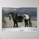 Suche nach appaloosa poster Schnee