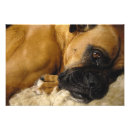 Suche nach inländischer hund poster Haustier