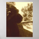 Recherche de ape posters Photographie