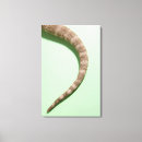 Suche nach reptil leinwandbilder Skalen