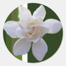 Recherche de fleurs de jasmin autocollants Fleurie