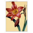 Recherche de amaryllis cartes postales Pierre jospeh redoute