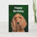 Suche nach cocker spaniel geburtstag karten Hunde