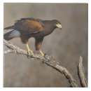 Recherche de rapace carreaux Oiseau