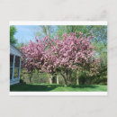 Recherche de pommier cartes postales Floraison