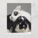 Recherche de oreilles de lapin cartes postales Animal