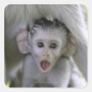 Recherche de babouin autocollants Animal