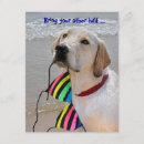 Suche nach labrador retriever hunde einladungen Haustier