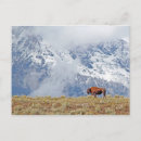 Suche nach buffalo postkarten Begierig