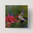 Recherche de rubis badges Kentucky
