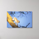 Suche nach serengeti leinwandbilder Wildtiere