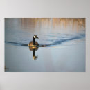 Recherche de canada goose posters Birds
