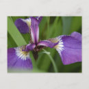 Suche nach lila iris postkarten Blätter