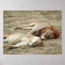Recherche de lion posters Nature
