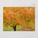 Suche nach herbstbaum postkarten Bäume