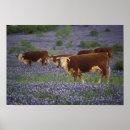 Suche nach hereford poster Farm