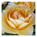 Recherche de jaune posters Rose
