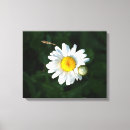 Recherche de fleur de marguerite toiles Marguerie
