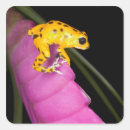 Recherche de grenouille rose autocollants Jaune
