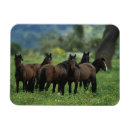 Recherche de mustang magnets Sauvage