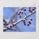 Suche nach rote beeren im schnee postkarten Natur