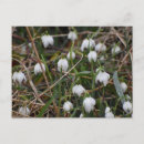 Recherche de neige cartes postales Blanc