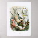 Recherche de perroquet vintage posters Nature