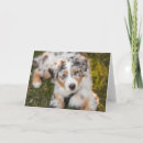 Suche nach australian shepherd postkarten Jungtier