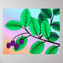 Recherche de nature blackberry posters Fruit