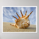Suche nach seashell kunst Makro