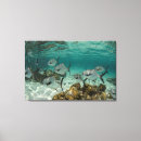 Suche nach wir grenze leinwandbilder Riff