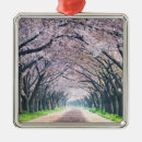 Suche nach kirschbaum ornamente Kirschblüte