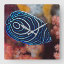 Suche nach oceanlife Wildlife