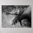 Suche nach elch schwarz weiß poster Tiere
