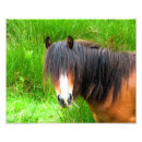 Suche nach waliser poster Tiere