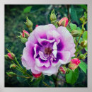 Suche nach violette rosen poster Grün